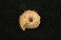 薄盾蝸牛藏品圖，第2張